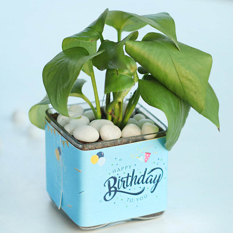 Buy OhhSome Zz Plant (Zamioculcas Zamiifolia) Indoor Plants For Birthday  Gift Live With Pot (Healthy Live Plant) Online at Lowest Price Ever in  India | Check Reviews & Ratings - Shop The World
